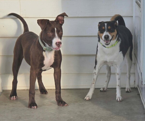 Medium Photo #8 American Pit Bull Terrier-Unknown Mix Puppy For Sale in Germantown, OH, USA