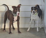 Small #7 American Pit Bull Terrier Mix