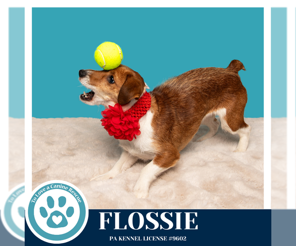 Medium Photo #7 Mutt Puppy For Sale in Kimberton, PA, USA