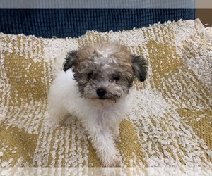 Havanese Puppy for sale in MORGANTON, NC, USA