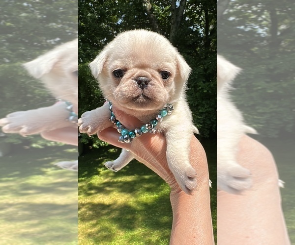 Medium Photo #1 Pug Puppy For Sale in PLEASANTVILLE, NY, USA