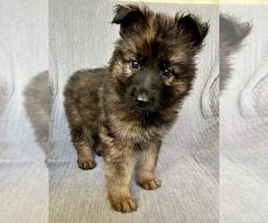 German Shepherd Dog Litter for sale in MONROE, GA, USA