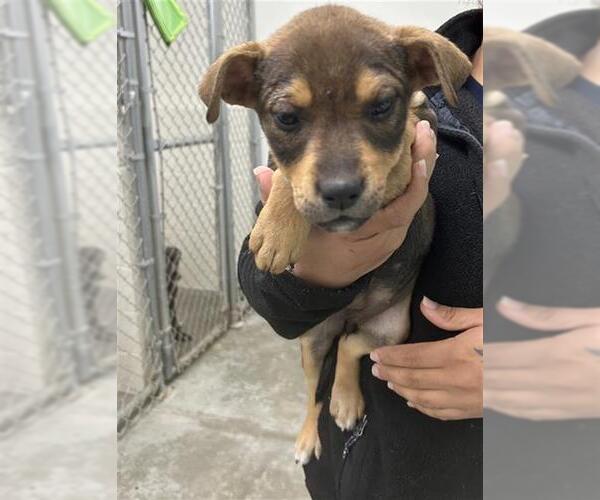 Medium Photo #1 Labrador Retriever-Unknown Mix Puppy For Sale in Rosenberg, TX, USA