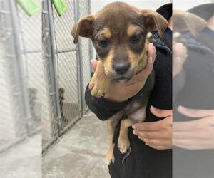 Labrador Retriever-Unknown Mix Dogs for adoption in Rosenberg, TX, USA