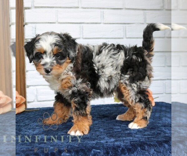 Medium Photo #3 Bernedoodle (Miniature) Puppy For Sale in NARVON, PA, USA