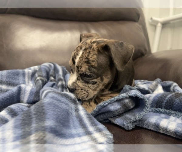Medium Photo #82 American Bully Puppy For Sale in REESEVILLE, WI, USA
