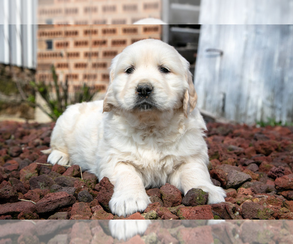 Medium Photo #18 English Cream Golden Retriever Puppy For Sale in ORRVILLE, OH, USA