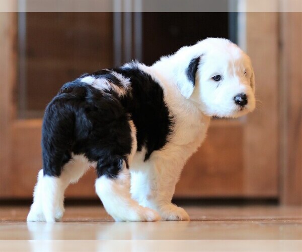 Medium Photo #7 Sheepadoodle Puppy For Sale in STANLEY, VA, USA