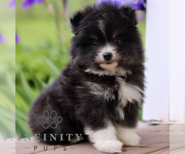 Medium Photo #1 Pomsky Puppy For Sale in NEW HOLLAND, PA, USA