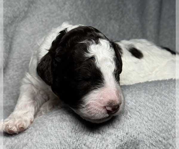 Medium Photo #53 Goldendoodle Puppy For Sale in HOWARD CITY, MI, USA