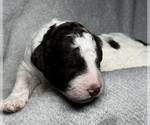 Small #3 Goldendoodle