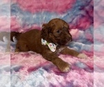 Small #8 Poodle (Standard)