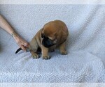 Puppy 0 Mastador-Mastiff Mix
