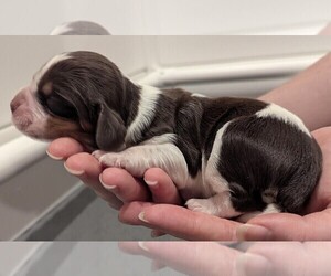 Medium English Springer Spaniel