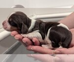 Puppy Daphne English Springer Spaniel