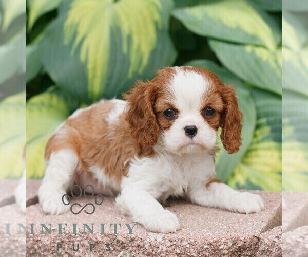 Medium Photo #4 Cavalier King Charles Spaniel Puppy For Sale in NARVON, PA, USA