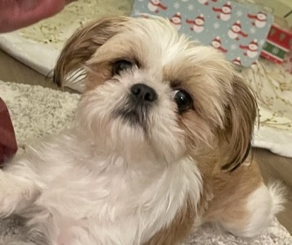 Medium Photo #1 ShihPoo Puppy For Sale in ANDERSON, SC, USA