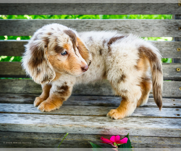 Medium Photo #5 Dachshund Puppy For Sale in WAKARUSA, IN, USA