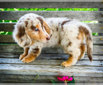 Small #4 Dachshund