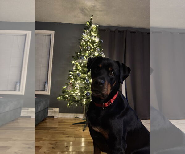 Medium Photo #2 Rottweiler Puppy For Sale in Hillsboro, NH, USA