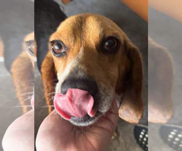 Medium Photo #3 Beagle Puppy For Sale in Sheboygan, WI, USA