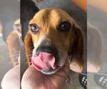 Small #2 Beagle