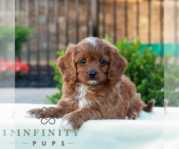Medium Photo #4 Cavapoo (Miniature) Puppy For Sale in LITITZ, PA, USA