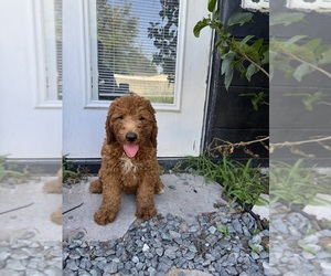 Goldendoodle Litter for sale in CHAMPIONS GATE, FL, USA