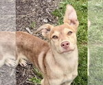 Small #2 Siberian Husky Mix