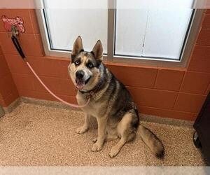 Siberian Husky Dogs for adoption in Pueblo, CO, USA