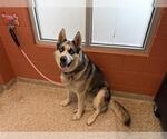 Small Siberian Husky