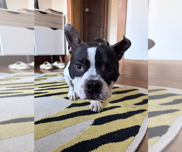 Medium Photo #2 Bulldog-Unknown Mix Puppy For Sale in Shermans Dale, PA, USA