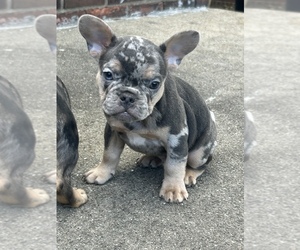 French Bulldog Puppy for sale in DETROIT, MI, USA