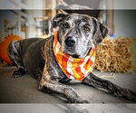 Small #13 Catahoula Leopard Dog Mix