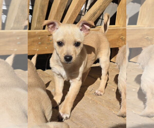 Medium Photo #1 Chihuahua-Unknown Mix Puppy For Sale in Peralta, NM, USA