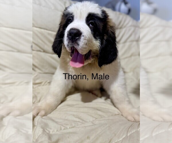 Medium Photo #1 Saint Bernard Puppy For Sale in INDIANTOWN, FL, USA