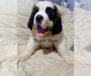 Saint Bernard Puppy for sale in INDIANTOWN, FL, USA