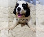 Image preview for Ad Listing. Nickname: Thorin