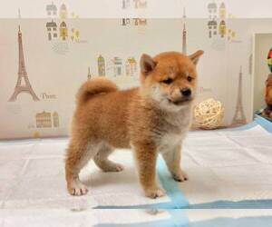 Shiba Inu Puppy for sale in NEW YORK, NY, USA