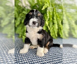 Medium Miniature Bernedoodle