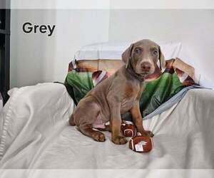 Doberman Pinscher Puppy for sale in CLINTON, OH, USA