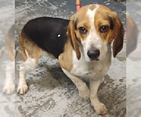 Medium Photo #1 Beagle Puppy For Sale in Minneapolis, MN, USA