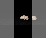 Small #6 Poodle (Standard)