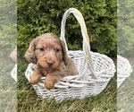 Small #3 Dachshund