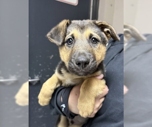 Medium Photo #1 German Shepherd Dog Puppy For Sale in Redlands, CA, USA