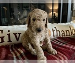 Small Photo #5 Goldendoodle Puppy For Sale in GR BLANC, MI, USA