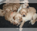 Small Photo #5 Golden Retriever Puppy For Sale in SENECA, SC, USA