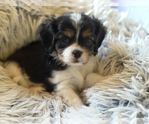 Cavalier King Charles Spaniel Puppy for sale in RIVERSIDE, CA, USA