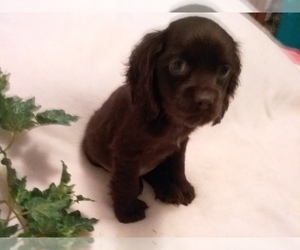 Cocker Spaniel Puppy for sale in LAUREL, MS, USA
