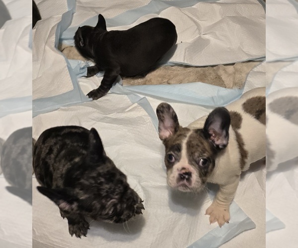 Medium Photo #3 French Bulldog Puppy For Sale in LYNN, MA, USA